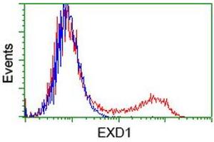 HEK293T cells transfected with either RC206223 overexpress plasmid (Red) or empty vector control plasmid (Blue) were immunostained by anti-EXD1 antibody (ABIN2453979), and then analyzed by flow cytometry. (EXD1 抗体)