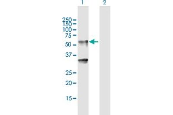 LIPH antibody  (AA 1-451)