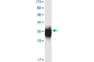Image no. 2 for CD28 (CD28) (AA 18-152) protein (His-DYKDDDDK-Strep II Tag) (ABIN1348597)