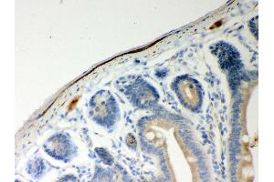 Anti- ATP5H Picoband antibody,IHC(P) IHC(P): Mouse Intestine Tissue