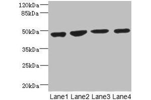 Western blot All lanes: MTERF3 antibody at 3. (MTERFD1 抗体  (AA 69-300))