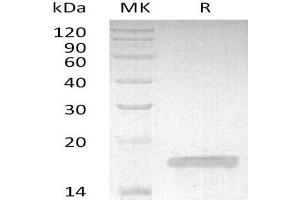 Western Blotting (WB) image for Tumor Necrosis Factor alpha (TNF alpha) (Active) protein (ABIN7320992) (TNF alpha 蛋白)