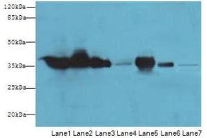 Western Blotting (WB) image for anti-Glyceraldehyde-3-Phosphate Dehydrogenase (GAPDH) (AA 3-105) antibody (ABIN2931072)