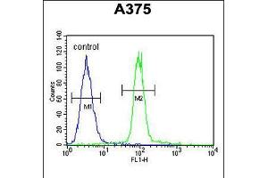 Flow cytometric analysis of A375 cells (right histogram) compared to a negative control cell (left histogram). (A1CF 抗体  (C-Term))
