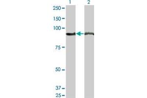 Western Blot analysis of AMPD2 expression in transfected 293T cell line by AMPD2 monoclonal antibody (M04), clone 2G8. (AMPD2 抗体  (AA 86-185))