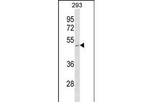 STOML1 Antibody (N-term) (ABIN1538881 and ABIN2850108) western blot analysis in 293 cell line lysates (35 μg/lane). (STOML1 抗体  (N-Term))