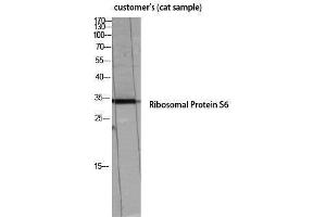 Western Blotting (WB) image for anti-Ribosomal Protein S6 (RPS6) (Thr826) antibody (ABIN3180300) (RPS6 抗体  (Thr826))