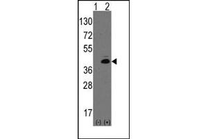 Image no. 1 for anti-Atonal Homolog 1 (Drosophila) (ATOH1) (N-Term) antibody (ABIN357825) (ATOH1 抗体  (N-Term))