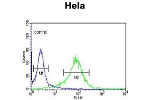 Flow Cytometry (FACS) image for anti-Lumican (LUM) antibody (ABIN3003324) (LUM 抗体)