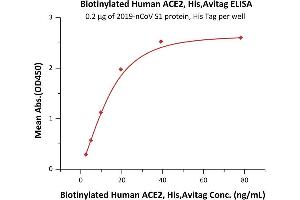 Immobilized 2019-nCoV S1 protein, His Tag ( ABIN6952427) at 2 μg/mL (100 μL/well) can bind Biotinylated Human ACE2, His,Avitag ( ABI6952431) with a linear range of 2-20 ng/mL (QC tested).