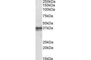 Western Blotting (WB) image for anti-Forkhead Box I3 (FOXI3) (Internal Region) antibody (ABIN2464516)