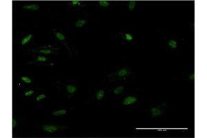 Immunofluorescence (IF) image for anti-High Mobility Group Box 2 (HMGB2) (AA 1-195) antibody (ABIN947976)