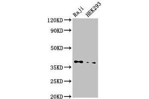 Western Blotting (WB) image for anti-Protein Phosphatase 1, Catalytic Subunit, beta Isoform (PPP1CB) (AA 175-221), (Catalytic Subunit) antibody (ABIN7169308)