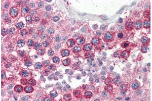Human Testis (formalin-fixed, paraffin-embedded) stained with VAMP2 antibody ABIN364330 at 10 ug/ml followed by biotinylated anti-mouse IgG secondary antibody ABIN481714, alkaline phosphatase-streptavidin and chromogen. (VAMP2 抗体  (AA 1-89))