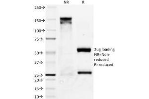 SDS-PAGE Analysis of Purified, BSA-Free Bcl-X Antibody (clone BX006). (BCL2L1 抗体)