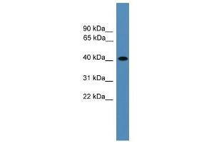 AIMP2 antibody used at 0. (AIMP2 抗体  (Middle Region))