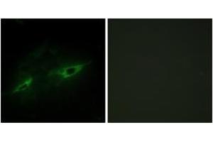 Immunofluorescence analysis of NIH-3T3 cells, using CDH22 Antibody. (CDH22 抗体  (AA 111-160))