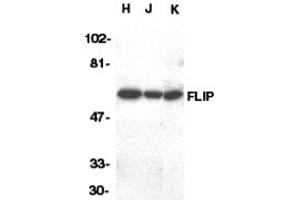 Western Blotting (WB) image for anti-CASP8 and FADD-Like Apoptosis Regulator (CFLAR) (C-Term) antibody (ABIN1030398) (FLIP 抗体  (C-Term))