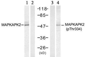 Western blot analysis of extract from HeLa cells treated with UV (20min), using MAPKAPK-2 (Ab-334) antibody (E021308, Lane 1 and 2) and MAPKAPK-2 (Phospho- Thr334) antibody (E011308, Lane 3 and 4). (MAPKAP Kinase 2 抗体  (pThr334))