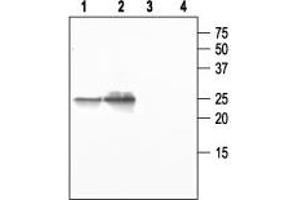 Western blot analysis of mouse salivary gland (1 and 3) and rat lung (2 and 4): - 1,2. (Aquaporin 5 抗体  (C-Term, Intracellular))