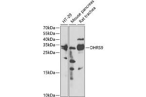 Western blot analysis of extracts of various cell lines, using DHRS9 antibody (ABIN6130324, ABIN6139603, ABIN6139604 and ABIN6221932) at 1:3000 dilution. (DHRS9 抗体  (AA 18-319))