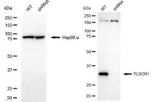 Western blotting analysis using PLSCR1 antibody (ABIN7799826). (PLSCR1 抗体)