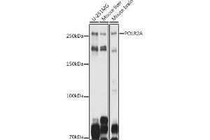 Western blot analysis of extracts of various cell lines, using POLR2A antibody (ABIN6130298, ABIN6145914, ABIN6145915 and ABIN6215095) at 1:1000 dilution. (POLR2A/RPB1 抗体  (AA 1-260))