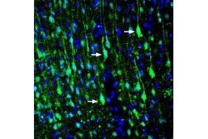 Expression of LRRTM1 in rat cortex - Immunohistochemical staining of perfusion-fixed frozen rat brain sections with Anti-LRRTM1 (extracellular) Antibody (ABIN7043302, ABIN7044730 and ABIN7044731), (1:200), followed by goat-anti-rabbit-AlexaFluor-488. (LRRTM1 抗体  (Extracellular))
