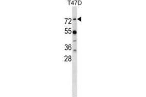 Western blot analysis in T47D cell line lysates (35ug/lane) using MX1 Antibody . (MX1 抗体  (Middle Region))
