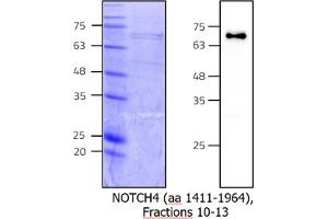 Western Blotting (WB) image for Notch 4 (NOTCH4) (AA 1411-1964) protein (rho-1D4 tag) (ABIN3133712)