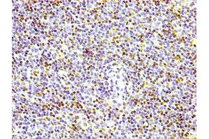 IHC image of ABIN7127296 diluted at 1:100 and staining in paraffin-embedded human lymph node tissue performed on a Leica BondTM system. (Recombinant Histone H3.3 抗体)