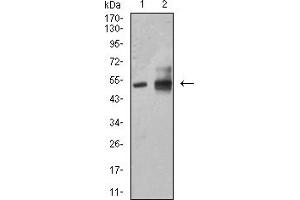 Western blot analysis using ALDH1A1 mouse mAb against HepG2 (1) and A549 (2) cell lysate.