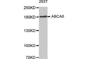 Western blot analysis of extracts of 293T cells, using ABCA6 antibody (ABIN5971637). (ABCA6 抗体)
