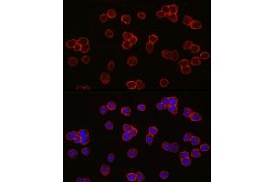 Immunofluorescence analysis of THP-1 cells using Ret Rabbit mAb (ABIN7269925) at dilution of 1:100 (40x lens).