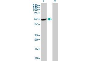 Western Blot analysis of BZW2 expression in transfected 293T cell line by BZW2 MaxPab polyclonal antibody. (BZW2 抗体  (AA 1-419))