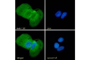 Immunofluorescence (IF) image for anti-Interleukin 18 (IL18) (Internal Region) antibody (ABIN570987)