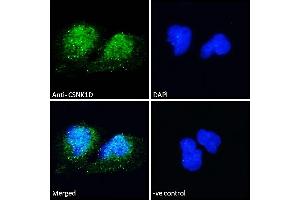 (ABIN185622) Immunofluorescence analysis of paraformaldehyde fixed U251 cells, permeabilized with 0. (Casein Kinase 1 delta 抗体  (Internal Region))