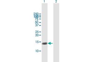 Western Blot analysis of TNFRSF12A expression in transfected 293T cell line by TNFRSF12A MaxPab polyclonal antibody. (TNFRSF12A 抗体  (AA 1-129))