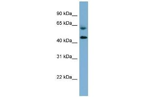 WB Suggested Anti-RMND1 Antibody Titration: 0. (RMND1 抗体  (Middle Region))