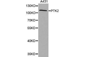 Western blot analysis of extracts of A431 cell lines, using PTK2 antibody. (FAK 抗体)