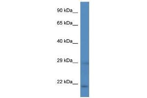 Western Blot showing Hand2 antibody used at a concentration of 1.