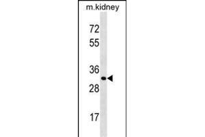 Mouse Ctsl1 Antibody (C-term) (ABIN1536977 and ABIN2838335) western blot analysis in mouse kidney tissue lysates (35 μg/lane). (Cathepsin L 抗体  (C-Term))