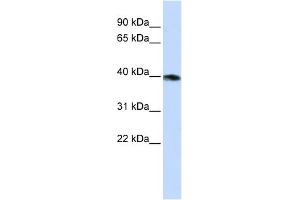 Western Blotting (WB) image for anti-Guanine Nucleotide Binding Protein (G Protein), alpha Z Polypeptide (GNaZ) (N-Term) antibody (ABIN2777109)