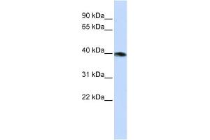 WB Suggested Anti-GNAZ Antibody Titration:  0. (GNaZ 抗体  (N-Term))