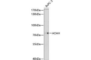 Western blot analysis of extracts of BxPC-3 cells, using AOAH antibody (ABIN6129812, ABIN6136942, ABIN6136943 and ABIN6214597) at 1:1000 dilution. (AOAH 抗体  (AA 306-575))