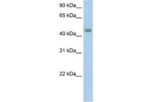 Western Blotting (WB) image for anti-Phenylalanine-tRNA Synthetase 2 (Mitochondrial) (FARS2) antibody (ABIN2462222) (FARS2 抗体)