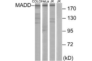 Western blot analysis of extracts from COLO cells, HeLa cells and Jurkat cells, using MADD antibody. (MADD 抗体  (Internal Region))