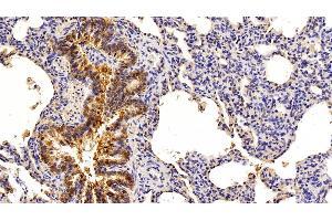 Detection of EPCAM in Porcine Lung Tissue using Polyclonal Antibody to Epithelial Cell Adhesion Molecule (EPCAM)