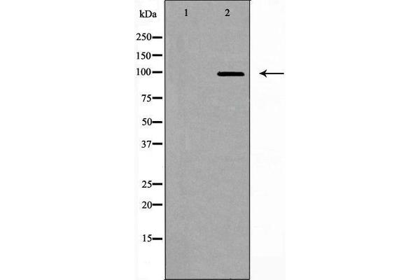 USP13 抗体  (C-Term)