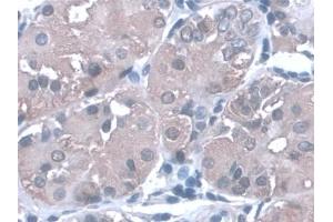 Detection of PGA in Human Stomach Tissue using Monoclonal Antibody to Pepsinogen A (PGA) (Pepsinogen A 抗体  (AA 63-295))